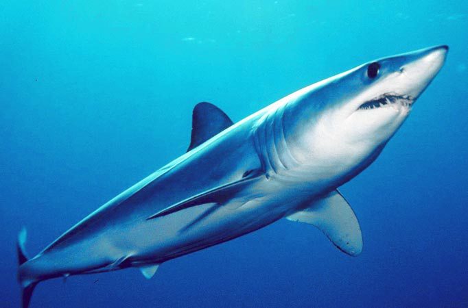 mako-shark-fishjpg