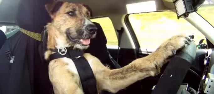 driving-dogs-header2jpg